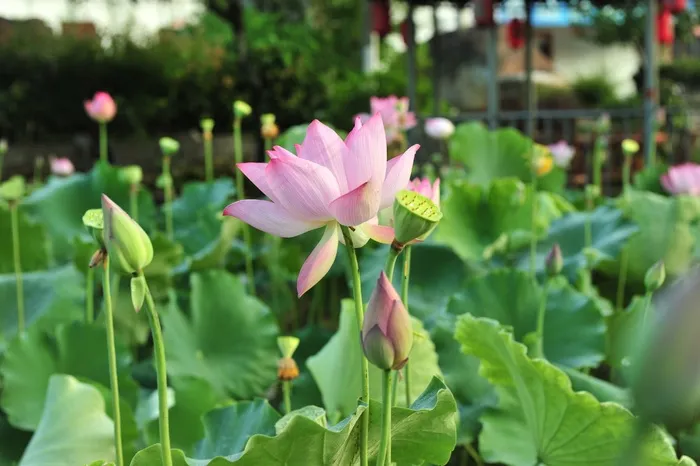 豆荚，莲子，荷花，优雅