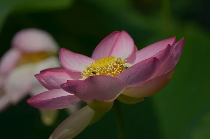 莲花，莲花，荷花，水花