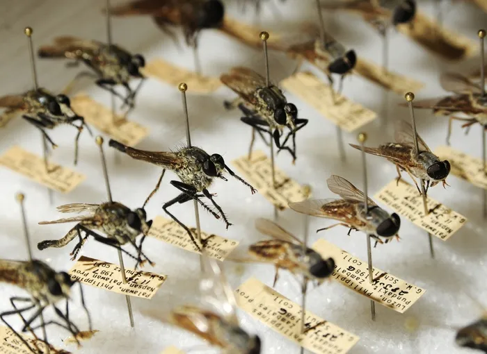 蚊子，昆虫学，Bug，宏，昆虫，小