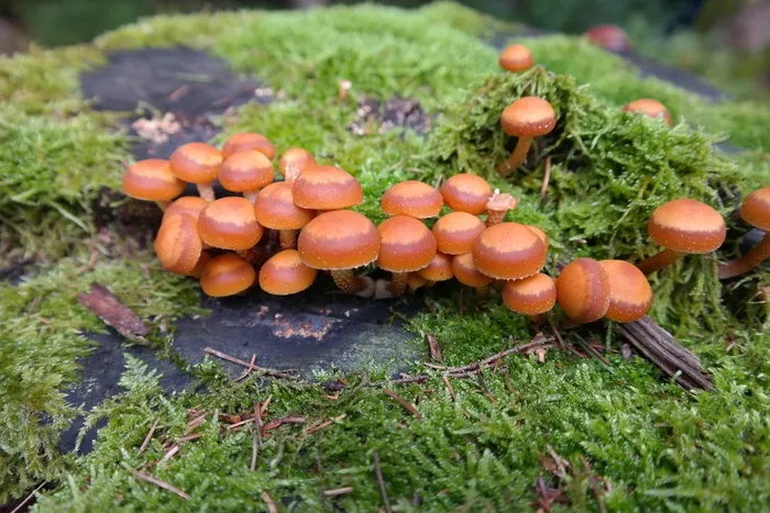 蘑菇，邪恶的Nameko，Kuehneromyces Mutabilis