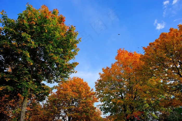 秋天，树木，金色的秋天，秋天的落叶，天空