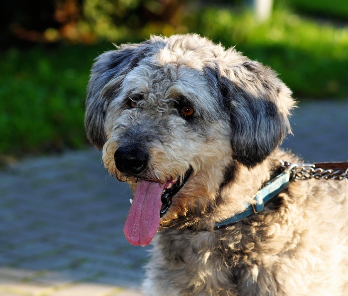 狗狗头肖像牧羊犬狗的外观关闭