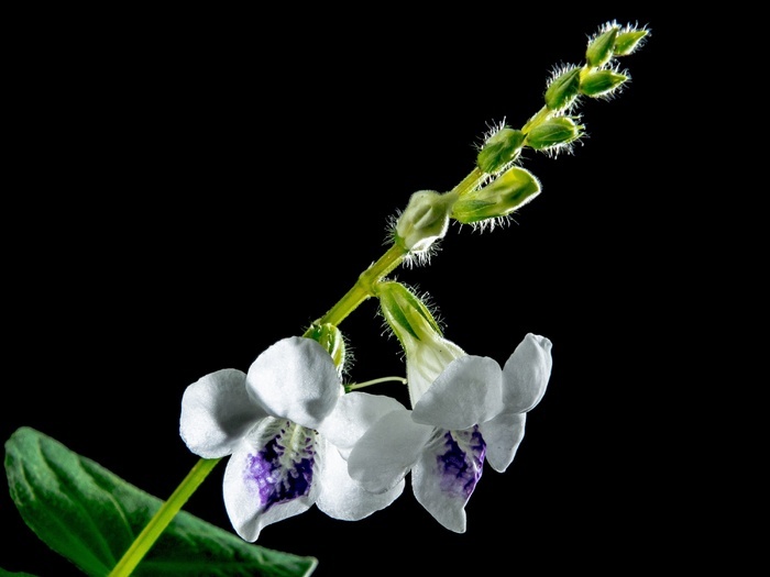 野生兰花 开花 花 白紫 菜鸟图库