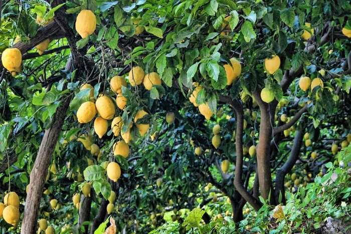柠檬，柠檬树，树，水果，柑橘类水果，绿色