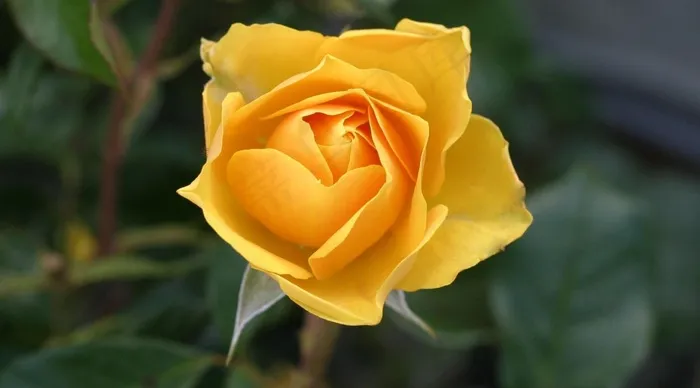 黄玫瑰,月季,黄色玫瑰,玫瑰花蕾,红橙色,黄玫瑰头花的观察镜头