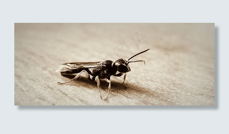 大黄蜂，翅膀，宏，昆虫，Bug，小，精致