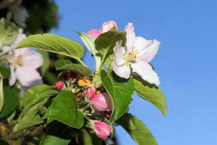 苹果树，鲜花，苹果花，苹果树花