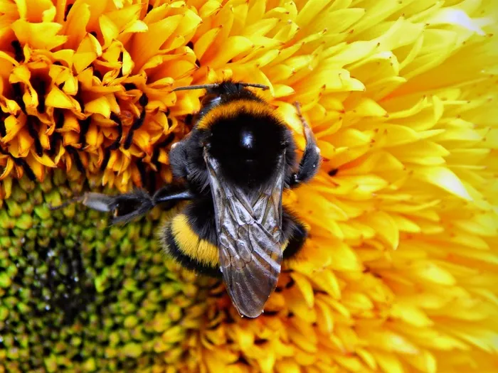 大黄蜂，昆虫，花，向日葵，自然