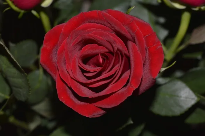 玫瑰，红色，浪漫，爱情，浪漫，新鲜，颜色