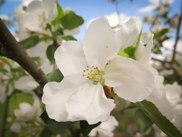 苹果花，苹果树，开花，白