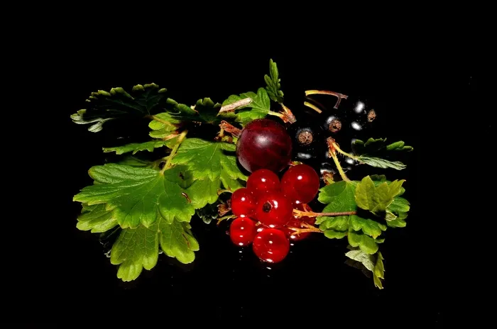 醋栗,欧洲荚迷,醋粟,红加仑,穗醋栗,黑色背景上的红色和黑加仑