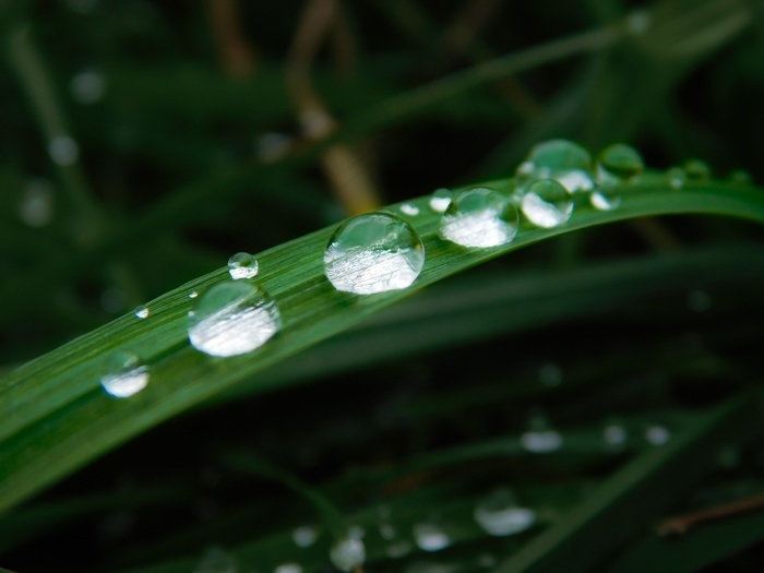 一滴水草草葉滴水雨滴