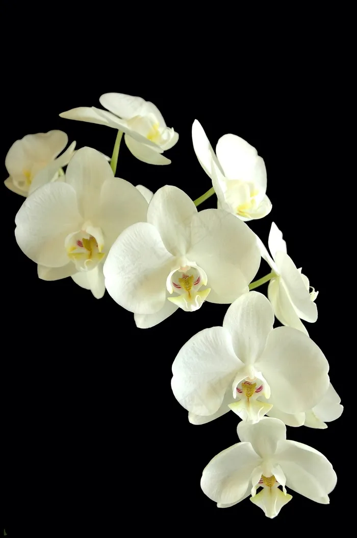 蝴蝶兰，兰花，花，白色和黑色，花的