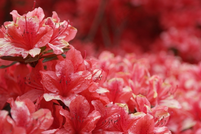 杜鹃花鲜花粉红色性质红色的花春天
