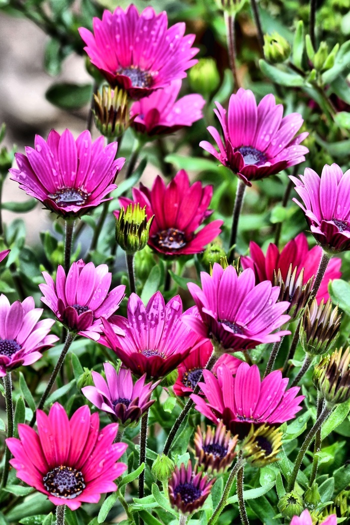 鲜花花园花的植物开花夏天