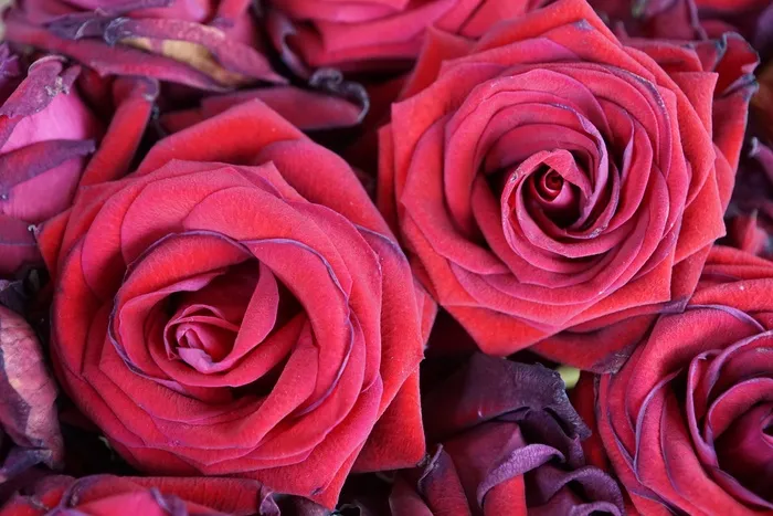 玫瑰，鲜花，红色，自然