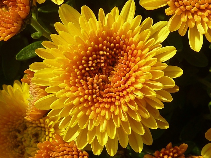 植物 花卉 菊花 黄色 秋天 菊科 菜鸟图库