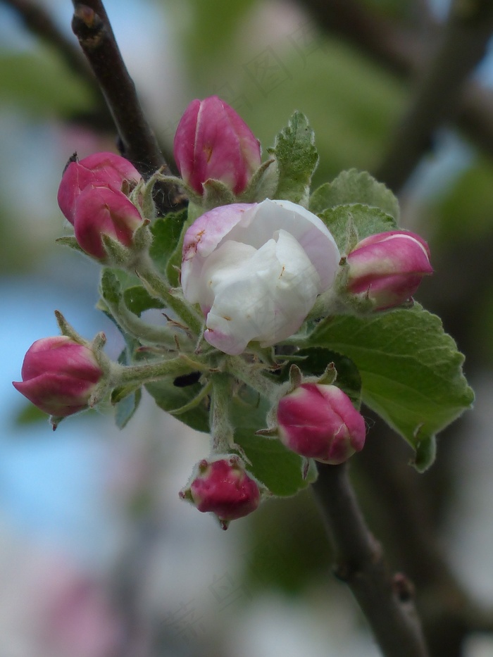 苹果开花图片大全图片