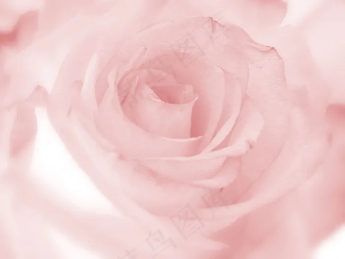 粉红色，玫瑰，花，浪漫，花香，蔷薇科