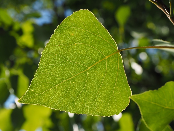 杨树叶子表面光滑程度图片