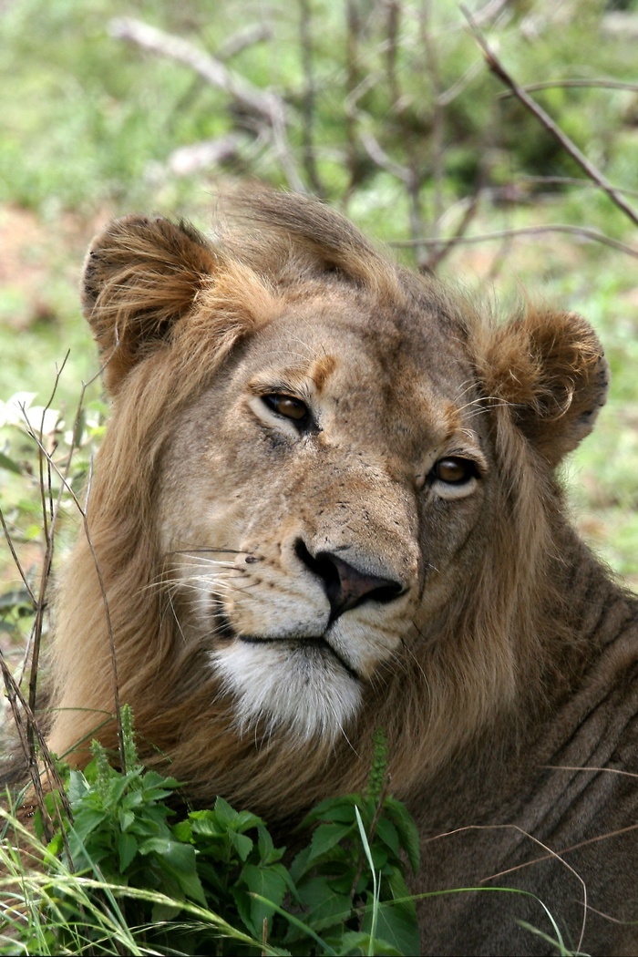 狮子肖像野生动物哺乳动物食肉兽鬃毛头