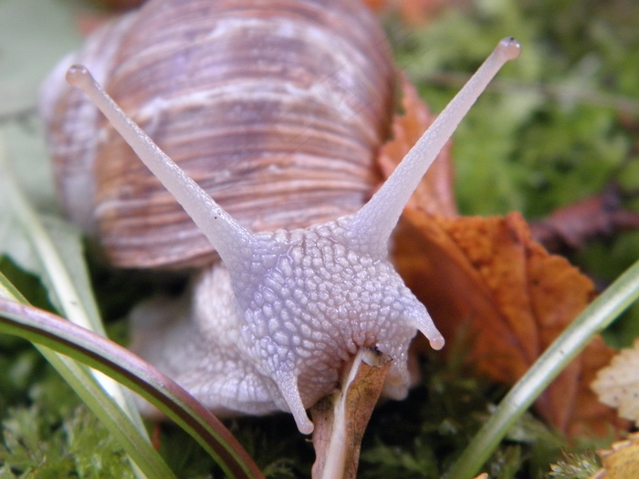 蜗牛,贝壳,田螺,软体动物,慢慢地