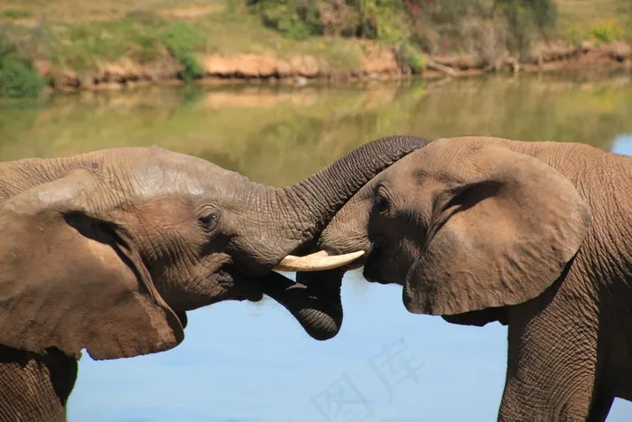 大象，非洲丛林大象，国家公园，野生动物园