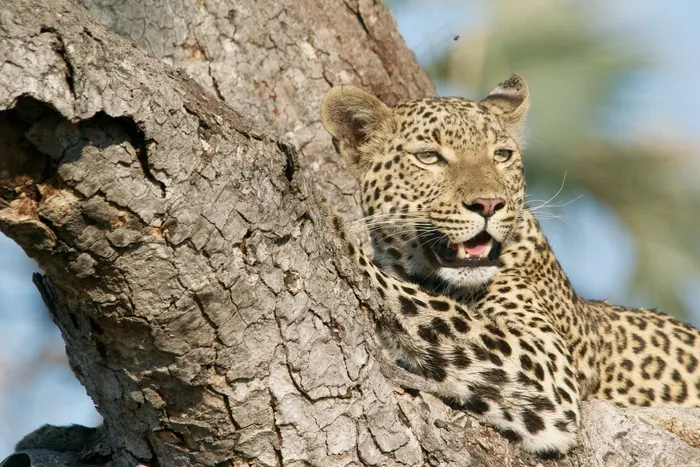 豹，树，野生动物，动物，猫，非洲，自然