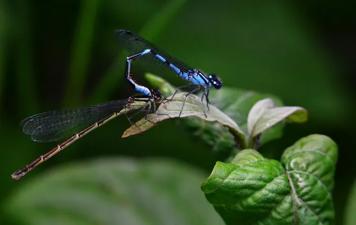 蜻蜓，伴娘，自然，宏，蓝色