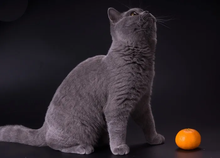 猫，小猫，宠物，灰色，小猫，橘子