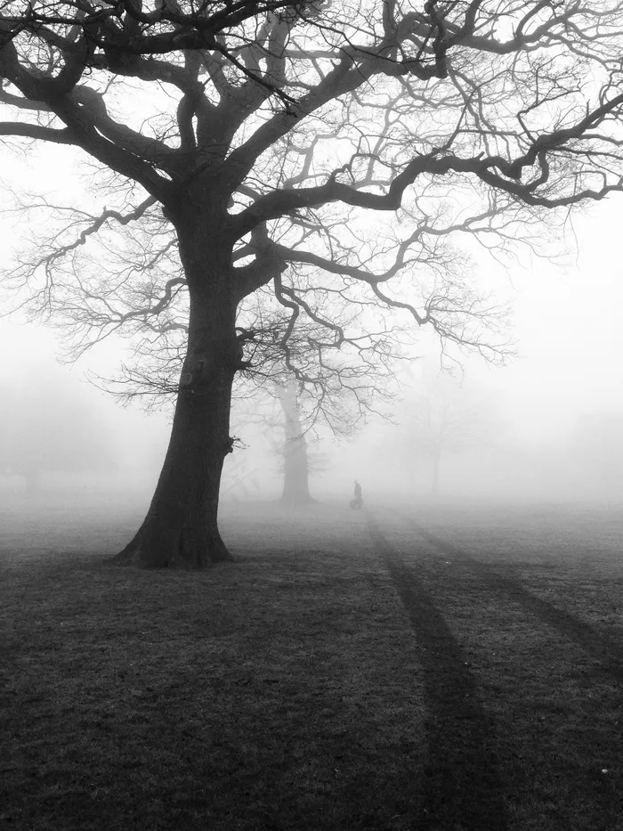 树,面包树,秃树,老槐树,猴面包树,树在雾中的黑白图像
