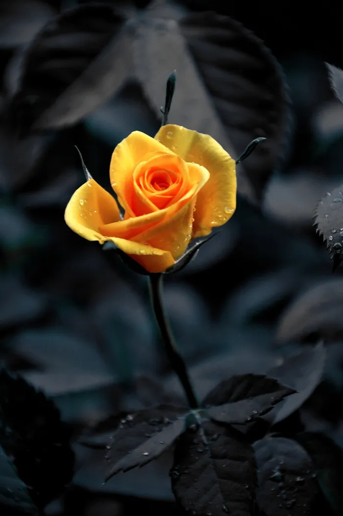 黄玫瑰，夏天，自然，关闭