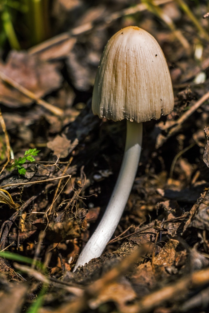 蘑菇手机(蘑菇手机官网首页)