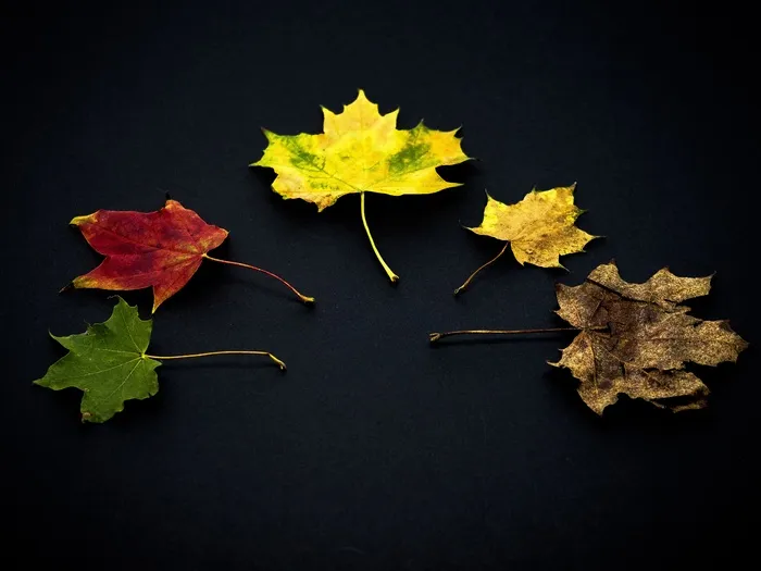 叶子，秋天，秋天的落叶，秋天的落叶