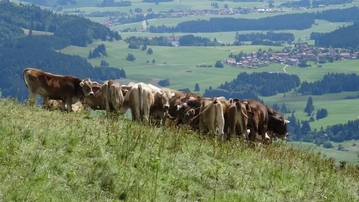 巴伐利亚，阿尔高，内塞尔旺，卡普尔阿尔卑斯，牛，意见