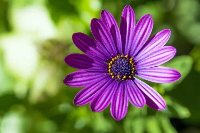 雏菊，紫色的花，紫色，花，性质，花的