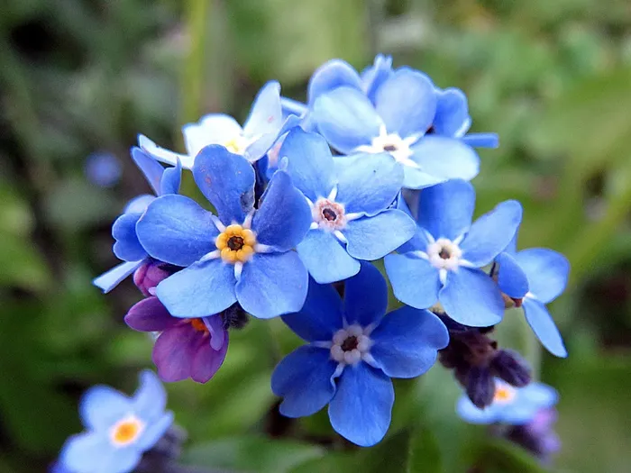 植物，花，蓝色，勿忘我草