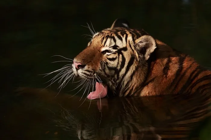 老虎，老虎在水中，黑色背景