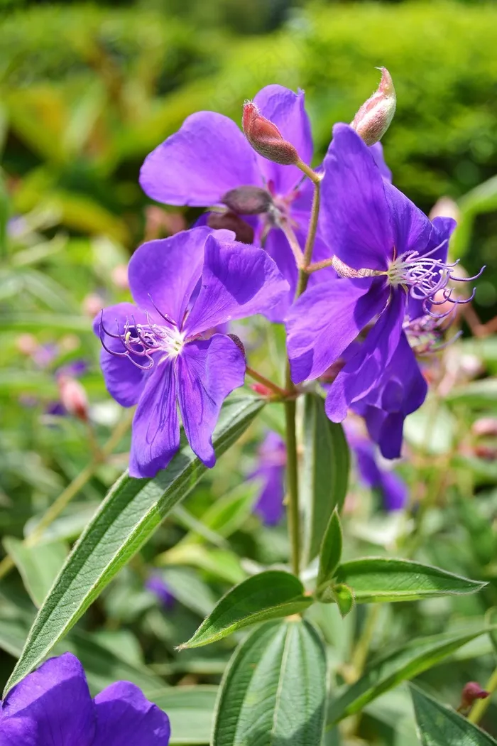 紫罗兰花，鲜花，花，多彩，花瓣，植物
