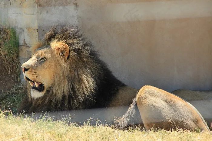 狮子，牙齿，捕食者，非洲，大猫，脚，鬃毛