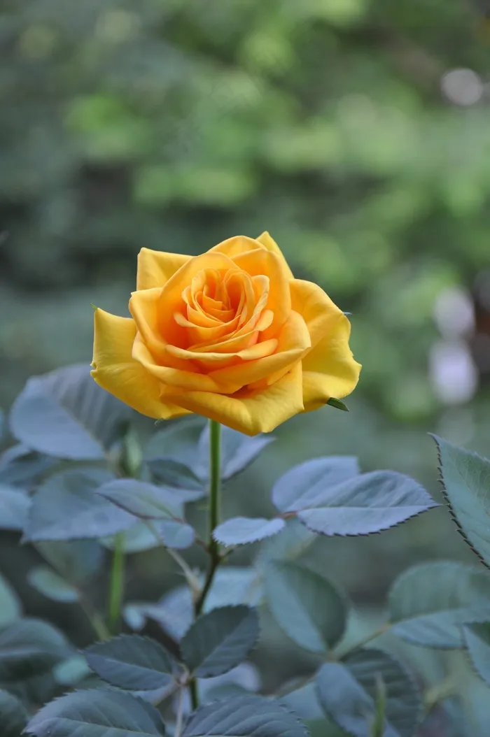 黄玫瑰，夏天，花