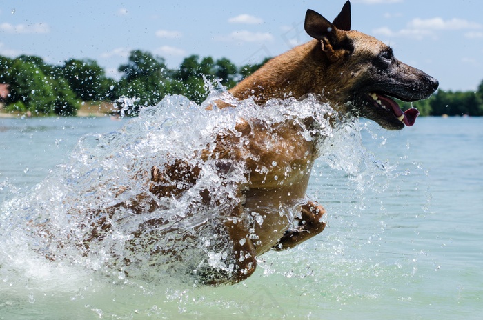 玛利诺犬狗水跳比利时牧羊犬