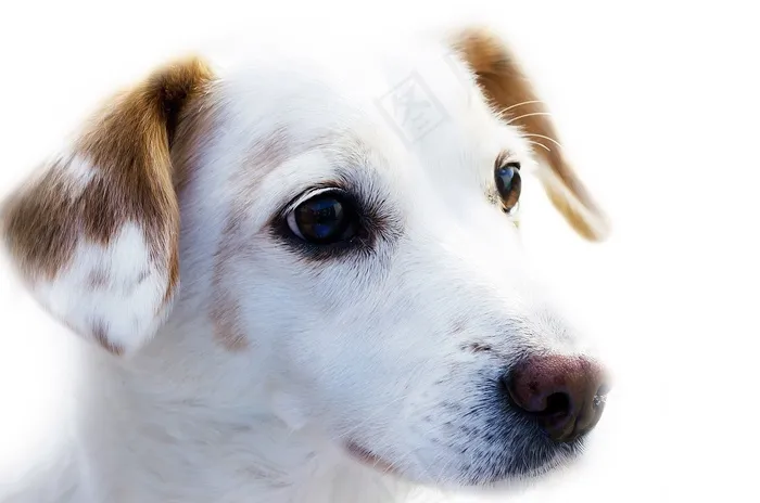 玩具,宠物犬,小狗,拉不拉多猎犬,狗崽,狗在白色背景上的肖像