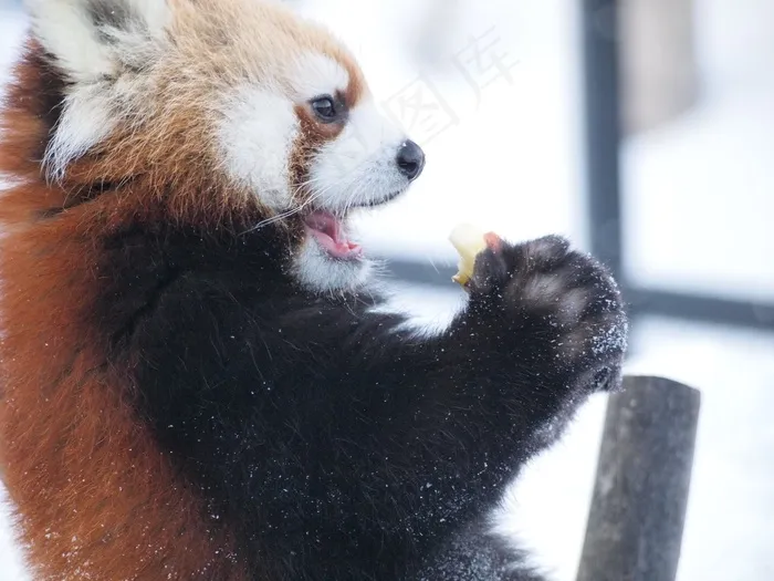 饮食，小熊猫，动物园，可爱，可爱的动物，吃