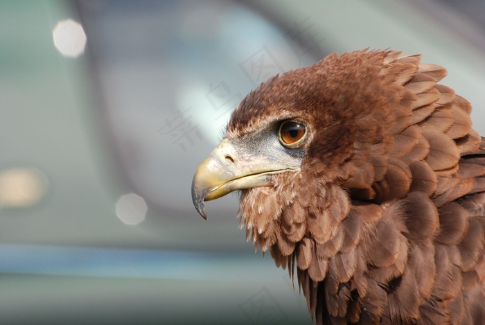 鷹猛禽鳥喙眼睛鷹獵全身羽毛