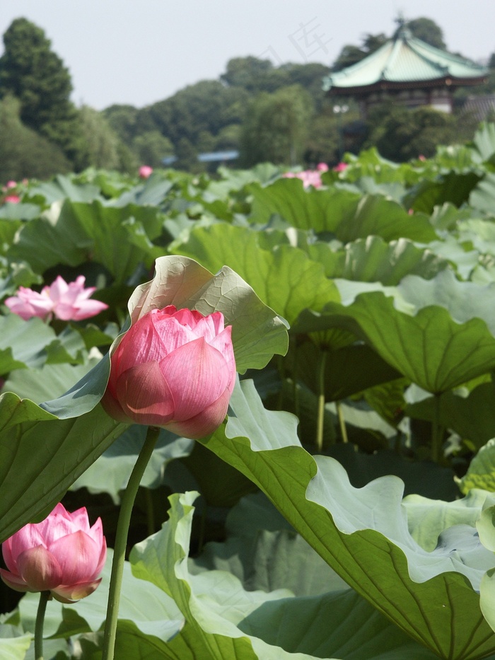 春天池塘美丽的照片图片