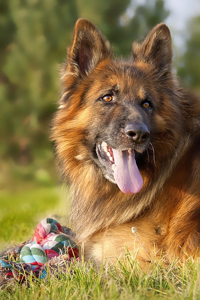 狗德国牧羊犬动物草地草大衣爪子