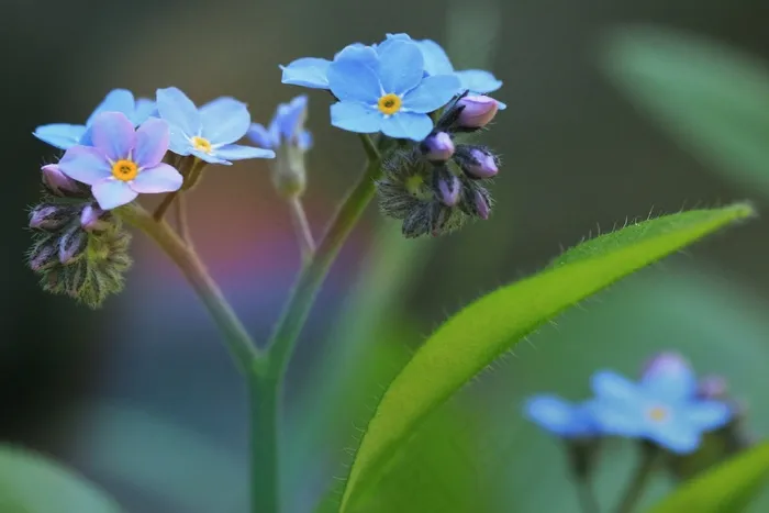勿忘我，开花，盛开，花，蓝色