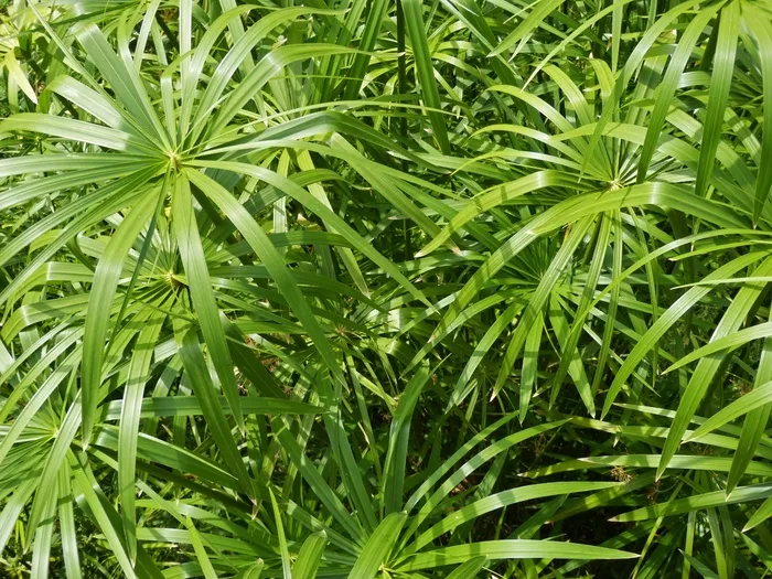 纸莎草纸，植物绿色，叶子，河