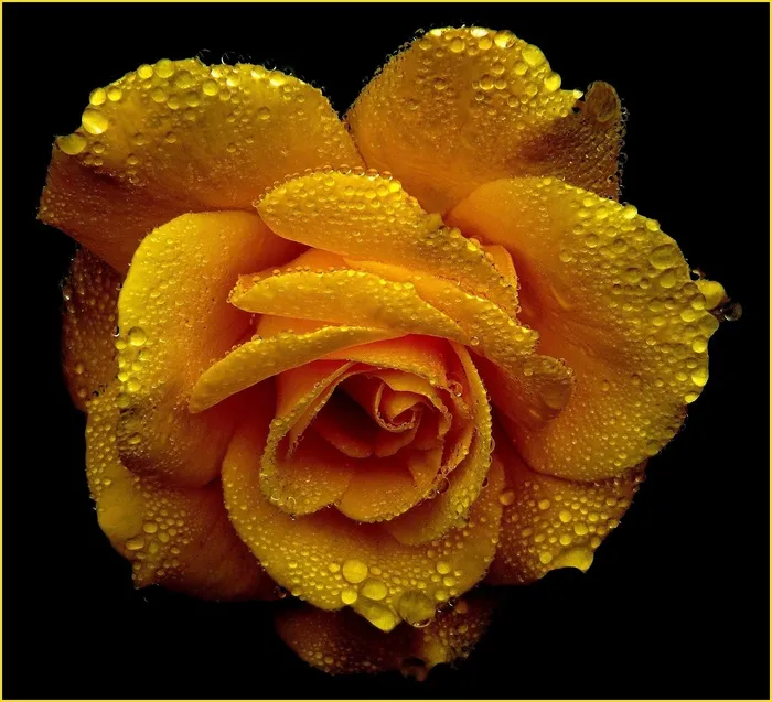 黄玫瑰,黄色玫瑰,丽格海棠,秋海棠,花卉,黄玫瑰上的雨滴